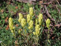 Sulfur Paintbrush Seeds – Castilleja sulphurea – 100mg for Planting, Native Wildflower, Cream-Yellow Bracts, Alpine Meadow Pollinator Plant