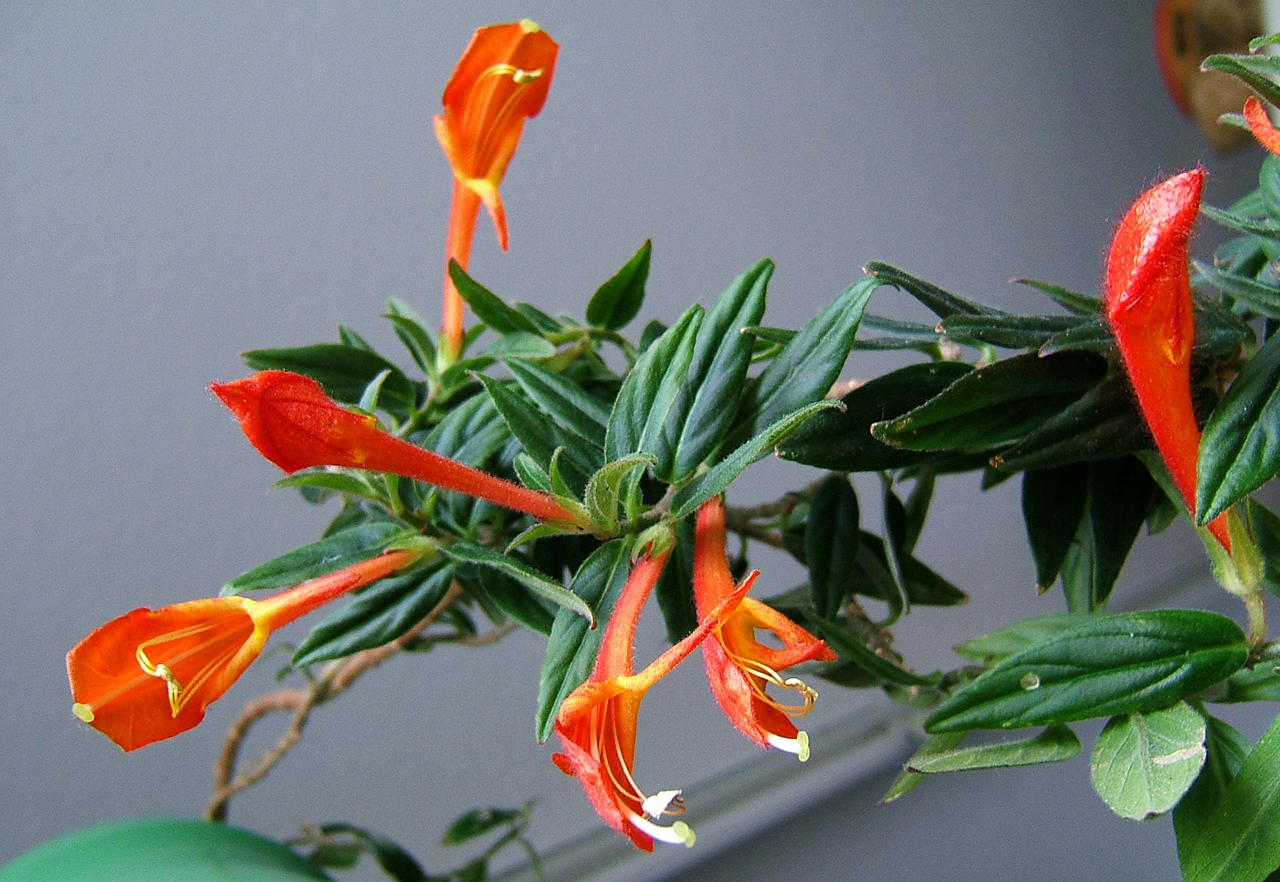 Columnea Broget Stavanger | Goldfish Plant | Lipstick Plant | Red Flowers | 2-Inch Potted Starter Plant