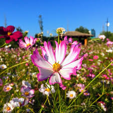 Cosmos Picotee Seeds – 1g for Planting, White Petals with Rosy Edges, Annual Wildflower, Pollinator Friendly, Cottage Garden Favorite