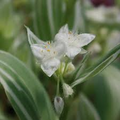 5 Tradescantia Albiflora 'Quicksilver' Variegated Wandering Jew Unrooted Cuttings - White & Green Foliage, Easy Propagation, Houseplant