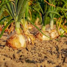 Utah Yellow Sweet Spanish Onion Seeds – 250mg for Planting, Mild Flavor, Large Bulbs, Long-Day Type, Great for Slicing & Storage