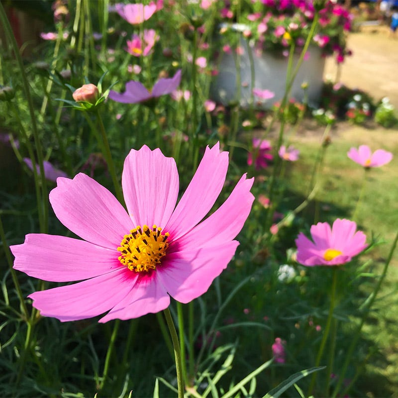 Cosmos Gloria Seeds – 1g for Planting, Bright Pink Blooms with Dark Center, Annual Flower, Pollinator Friendly, Cottage Garden Favorite