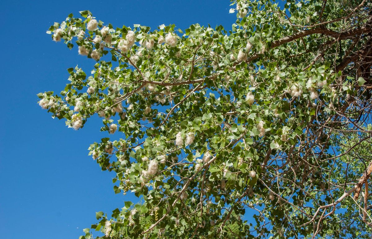 1 Live Plant Bare Root Cottonwood Tree 1-2 Feet, Populus deltoides, Super Fast-Growing Shade Tree