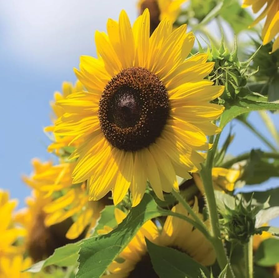 50pcs Multi-Headed Sunflower Seeds | Rare Stunning Blooms | Easy to Grow
