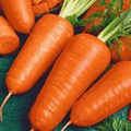 300 Seeds Red Cored Chantenay Carrot (Daucus carota) – Sweet, Crisp Heirloom Variety