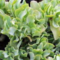Crassula Arborescens Undulatifolia ‘Ripple Jade’ | 1 Live 3” Bare Root Plant | Wavy Leaves, Easy-Care, Unique Succulent Houseplant