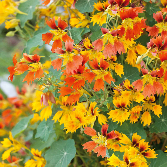 50+ Phoenix Nasturtium Seeds – Fringed, Fiery Blooms for Garden Planting, Edible Flowers for Beds, Borders & Containers – USA