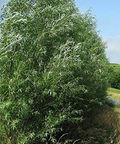 100 Austree Hybrid Willow Tree 8” Unrooted Cuttings – Fast Growing, Easy to Root, Ideal for Privacy Hedges, Salix matsudana x alba