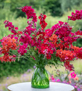 Chantilly Velvet Snapdragon Seeds (Antirrhinum majus) | 1000+ Seeds | Tall, Fragrant Deep Red Blooms for Garden & Cut Flowers