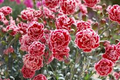 200+ Sugar Plum Carnation Seeds – Ruffled Plum-Pink Blooms for Garden Planting, Fragrant Cut Flowers for Beds & Bouquets – USA