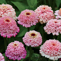 Zinderella Lilac Zinnia Seeds – 100+ Seeds – Unique Scabiosa-Style Lilac Blooms for Cut Flower Gardens, Bouquets & Pollinator Beds – USA