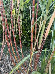 1 Rooted Green/Yellow Sugar Cane Plant - Organic Juicing & Chewing Sugarcane - Ready to Plant, Potted Live Plant
