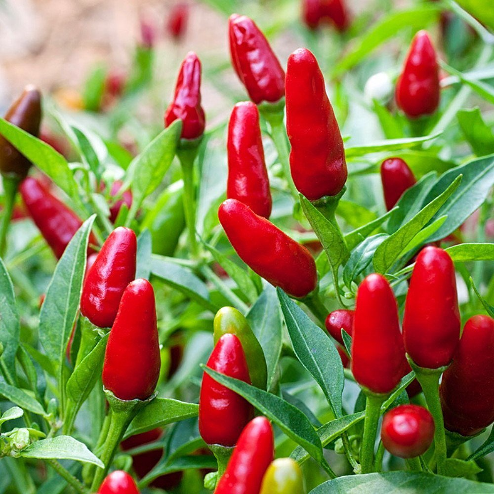 250 mg Seeds Ms. Junie Hot Pepper – Capsicum annuum | Unique Heirloom Chili for Planting, Gardening & Bold Spicy Harvest
