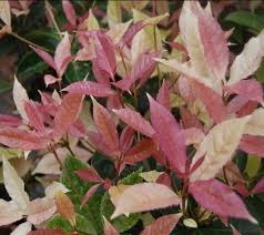 Noble Lady Fragrant Tea Olive | Qiannan Guifei Osmanthus Starter Plant | Stunning Pink & White Foliage | Rare Fragrant Shrub