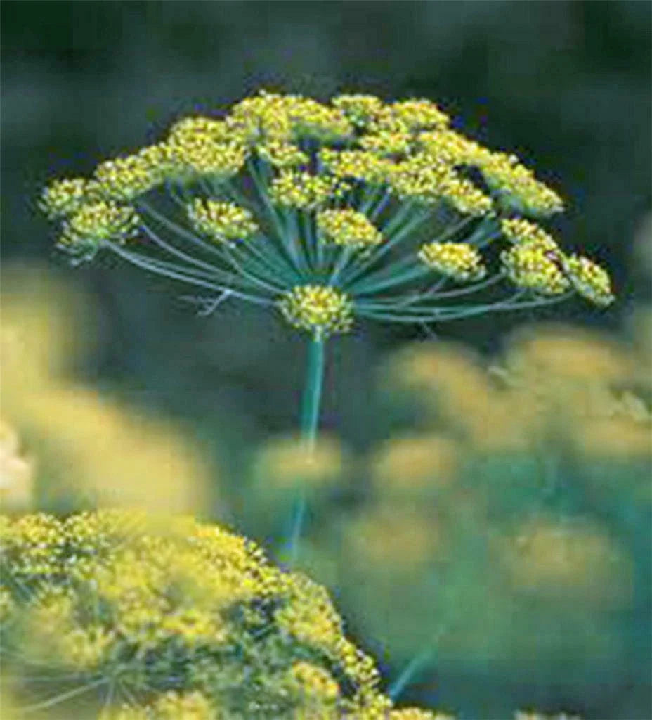 Dill Seed Packet - Heirloom Bouquet Non-GMO - 100+ Seeds - Fresh or Dried Herb - Perfect for Cooking and Gardening