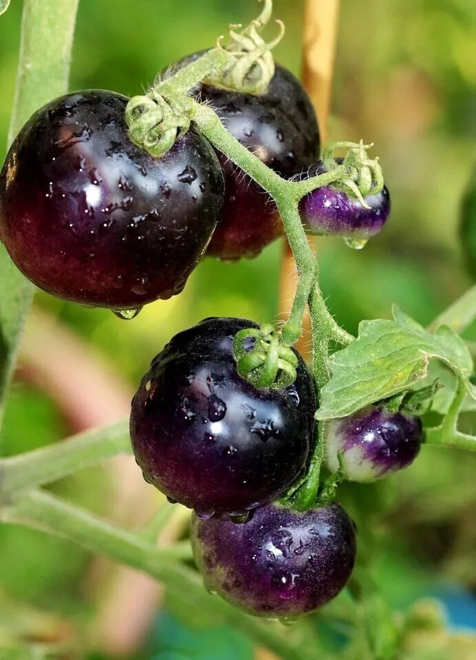 European Black Cherry Tomato Seeds - Heirloom Non-GMO - Sweet Rare Variety - 10+ Seeds