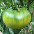 Aunt Ruby's German Green Tomato Seeds - Rare Beefsteak Variety - 30 to 2000 Seeds - Heirloom Tomato (Solanum lycopersicum)