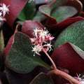 Succulent Plant Cuttings 2" Crassula Multicava Red Fairy Jade Live Unrooted 2 Pieces
