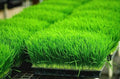 Organic Wheat Grass Seeds 1 oz for Sprouting and Juicing, Rich in Vitamins B, C, K, Folic Acid, and Fiber