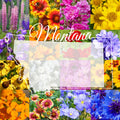 Montana Western Wildflower Seed Mix, 1/4 Pound Bulk, Covers 800 sq ft, Native Flowers for Gardens, Outdoor Planting