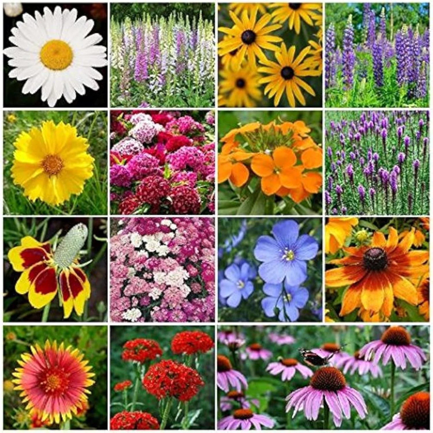 Perennial Wildflower Seed Mix 1 LB - 375,000 Seeds - Native Wildflower Blend for Gardens - Eco-Friendly Planting