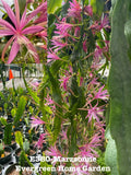 Epiphyllum Orchid Cactus Plant, 4” Starter Pot, Marzsonne Variety, Rooted - Ideal for Indoor Gardens and Houseplant Lovers