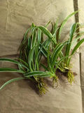 Reverse Variegated Spider Plant Pups - Easy Care Air Purifying Houseplant - Chlorophytum comosum