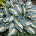 Hosta High Society 5.25" Pot Well Rooted Perennial Shade Plant, June Sport, Ideal for Gardens, Hosta 'High Society'
