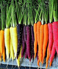 Rainbow Carrot Blend Mix Seeds - 100+ Non-GMO Heirloom Organic Seeds - Fresh Vegetables Gardening