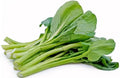 Yu Choy Sum Seeds - 100+ Seeds - Jung Green - Vegetable Seeds for Outdoor Planting - Brassica rapa subsp. chinensis