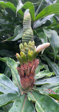 Yellow Spiral Ginger Rooted Cuttings - 3 Pack Dimerocostus strobilaceous - Hawaii Grown Tropical Plants