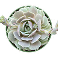 Echeveria Lola Succulent Plant in 4 Inch Planter Pot - Live Fresh Rosette Succulent (Echeveria 'Lola')