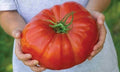 Mortgage Lifter Tomato Seeds - 60+ Heirloom Organic Non-GMO - Large Variety - Solanum lycopersicum