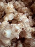 Sunchoke Tubers for Planting - Jerusalem Artichoke - Helianthus tuberosus - Organic, Non-GMO, Edible Perennial Crop