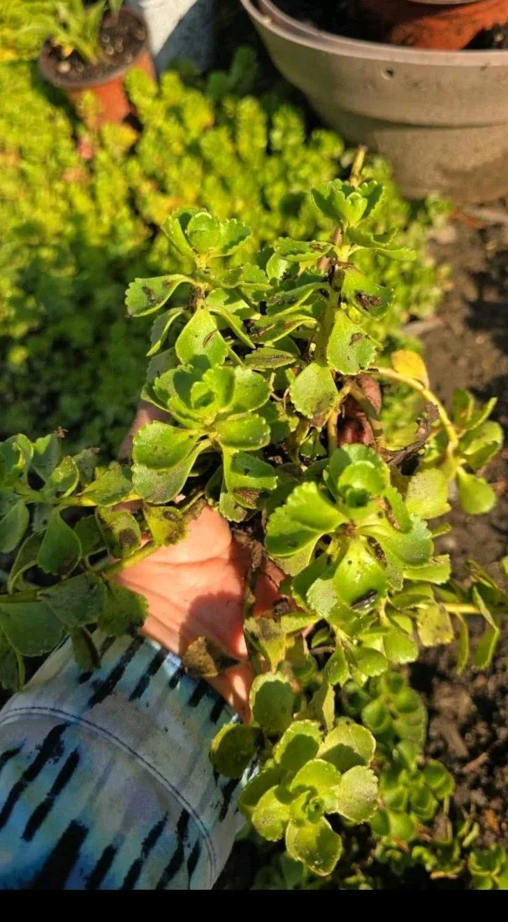 Stonecrop Sedum Plants - Dragons Blood - Succulent Ground Cover - Sedum spurium