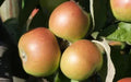 Dunkerton's Late Apple Seeds - 25+ Pack for Garden Planting - Malus domestica - USA Grown, Non-GMO, Free Shipping
