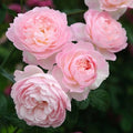David Austin Rose Cuttings (3) - Freshly Cut Rooting Stock - Perfect for Gardeners, Rosa 'David Austin'