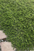 Creeping Boobialla Cuttings - Myoporum parvifolium - 10 Native Myrtle Plants - Ground Cover for Gardens and Landscaping