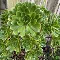 Green Aeonium Succulent Cuttings 20 Pieces, Echeveria Greenovia