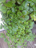 Swedish Ivy Cuttings (5) - Organic Esquejes De Millonaria - Fast Growing Indoor Hanging Plant - Plectranthus verticillatus