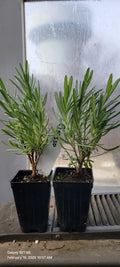 Lavender Grosso Live Plants - 2 Well Rooted Aromatic Herb Plants in 3" Pots - Spa Plants - Lavandula angustifolia
