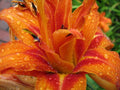Kwanso Daylily Live Plants - 5 Bare Root Established Plants - Hemerocallis fulva 'Kwanso' - Vibrant Orange Flowers