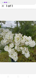 Jumbo Bare Root Lilac Bush White - Syringa vulgaris - 5 Plants with Planting Instructions