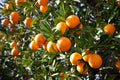Orange Fruit Tree Scions Cuttings 6-8 Inches for Rooting and Grafting - Citrus sinensis