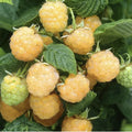 Golden Raspberry Seeds - 25 Pack - Edible Berry Garden Vine - Rubus idaeus, USA Homegrown Medicinal Plant