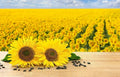 Black Oil Sunflower Seeds 200 Count for Planting, Attract Birds, Produce Sunflower Oil (Helianthus annuus)