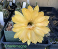 Echinopsis Schick Hybrids Cactus Plant | Rooted Succulent | Charlemagne Variety | Perfect for Indoor Decor