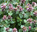 Organic Purple Dead Nettle Seeds 50+5 Free Lamium purpureum Archangel Spring 2024