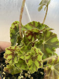 Tiger Kitten Begonia Live Houseplant 3" Pot - Begonia Rex 'Tiger Kitten' - Indoor Plant for Indirect Sunlight and Humidity