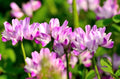 500 Chinese Milk Vetch Flower Seeds - Astragalus sinicus - Ideal for Planting, Garden Use, and Soil Improvement